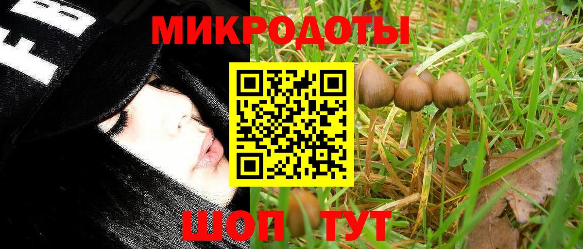 Псилоцибиновые грибы Cubensis Качканар